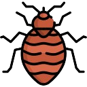Bed Bugs