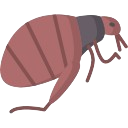 Fleas